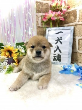 柴犬(豆柴)【愛知県・女の子・2021年5月23日・赤】の写真「両親豆柴認定犬」