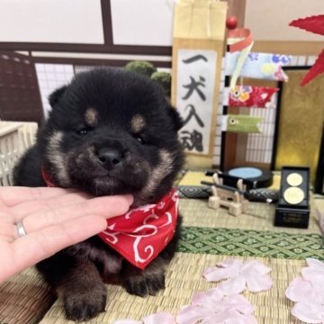 柴犬(豆柴)【愛知県・女の子・2023年2月25日・黒】の写真「両親豆柴☆丸いお顔とマロ眉が可愛い女の子☆」