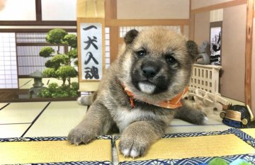 柴犬(豆柴)【愛知県・女の子・2021年7月17日・赤】の写真「母→豆柴☆
父→豆柴認定犬☆※両親GM1クリア」