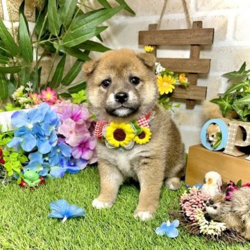 柴犬(豆柴)【愛知県・女の子・2023年4月9日・赤】の写真「ウルウルおめめの女の子☆ママ豆柴☆パパ豆柴認定犬☆」