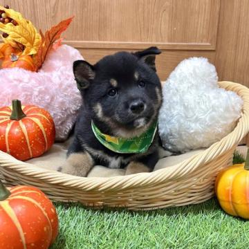 柴犬(標準サイズ)【愛知県・男の子・2022年9月4日・黒】の写真「ムチムチ黒毛玉くん☆両親小ぶり☆」