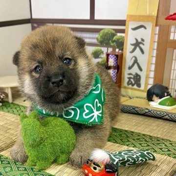 柴犬(豆柴)【愛知県・男の子・2023年6月18日・赤】の写真「両親豆柴認定犬☆泥棒さんは今だけ☆」