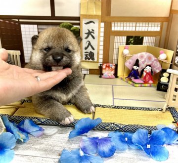 柴犬(豆柴)【愛知県・女の子・2022年1月28日・赤】の写真「両親豆柴認定犬☆両親遺伝子検査クリア☆」