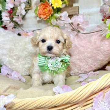 ミックス(マルチーズ×プードル)【愛知県・男の子・2023年1月21日・クリーム】の写真「人気No.1ミックス犬☆パパは1.6kg☆」