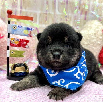 柴犬(豆柴)【愛知県・男の子・2022年4月8日・黒】の写真「ママ豆柴☆パパ豆柴認定犬☆一人っ子☆」