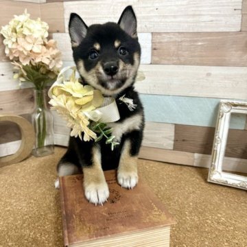 柴犬(豆柴)【愛知県・女の子・2023年6月11日・黒】の写真「両親豆柴認定犬☆マロ眉ハッキリな女の子☆」