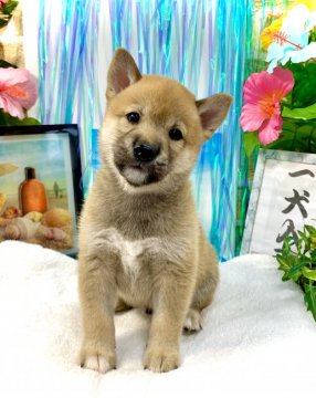 柴犬(標準サイズ)【愛知県・男の子・2021年5月28日・赤】の写真「父→豆柴認定犬☆
募集期間→7/23まで」