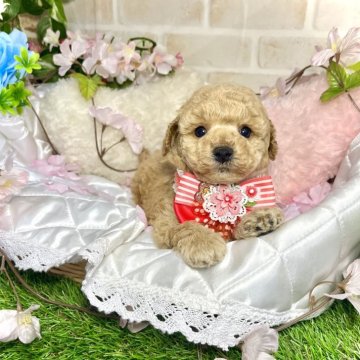 トイプードル(トイ)【愛知県・女の子・2024年2月18日・クリーム】の写真「兄妹犬の中で1番人懐こい子です☆」