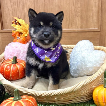 柴犬(標準サイズ)【愛知県・男の子・2022年9月4日・黒】の写真「やんちゃ坊主くんです☆両親小ぶり☆」