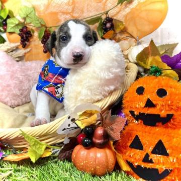 ウィペット【愛知県・男の子・2022年8月24日・ブリンドルホワイト】の写真「飼いやすい中型犬☆良血統☆萌え袖系男子☆」