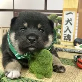 柴犬(標準サイズ)【愛知県・男の子・2023年9月12日・黒】の写真1「10/22撮影」