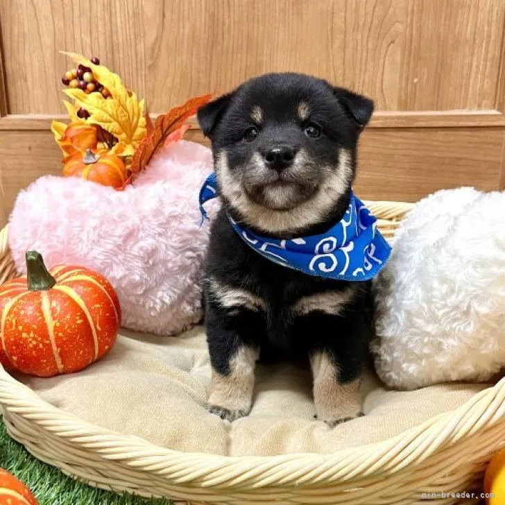 柴犬(標準サイズ)【愛知県・男の子・2022年9月4日・黒】の写真1「10/28撮影」