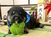 柴犬(標準サイズ)【愛知県・男の子・2022年9月4日・黒】の写真4「10/13撮影」