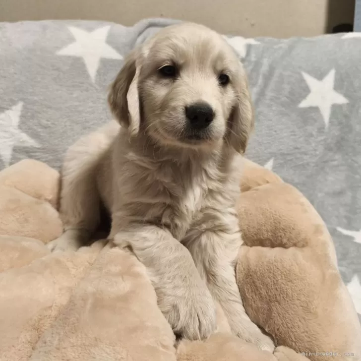 リュウ 様のお迎えした子犬