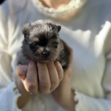 ポメラニアン【神奈川県・男の子・2024年10月1日・ブラックタン】の写真「キミの子」