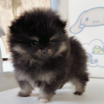 ポメラニアン【神奈川県・女の子・2025年2月22日・ブラックタン】の写真「スノーの子」