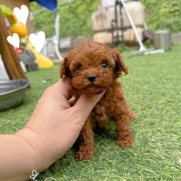 トイプードル(ティーカップ)【神奈川県・女の子・2024年9月23日・レッド】の写真「マイカの子」