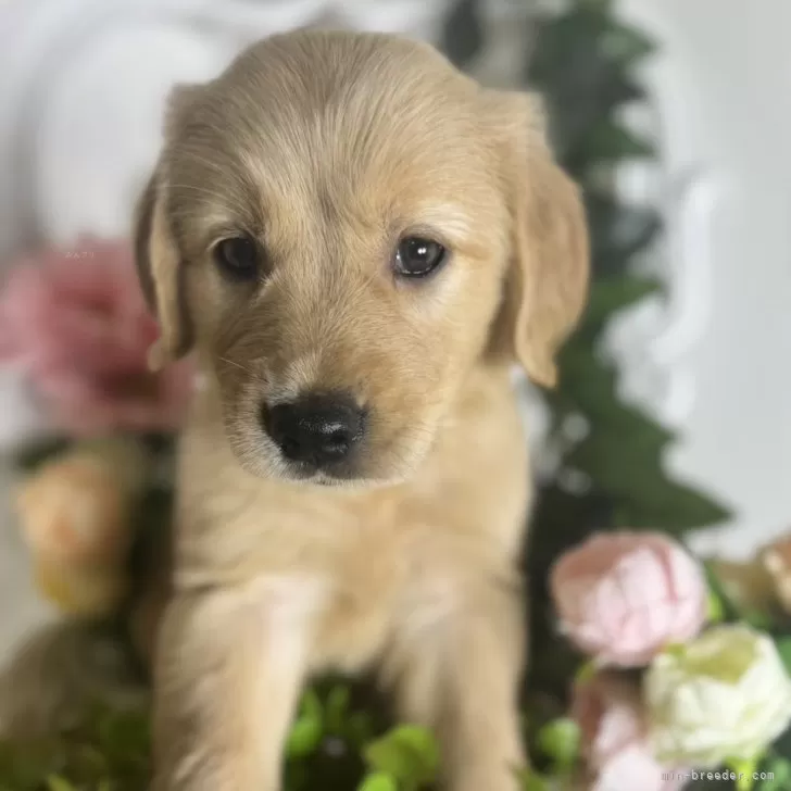 あじ 様のお迎えした子犬