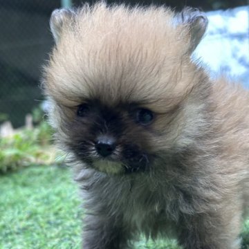 ポメラニアン【神奈川県・男の子・2024年5月2日・オレンジ】の写真「ポメ姉妹」