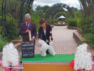 みんなの犬図鑑 熊本県で評判の良いトイプードルのブリーダー紹介