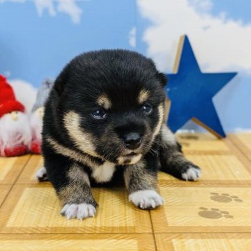 豆柴【岐阜県・女の子・2024年10月20日・黒】の写真「豆柴の可愛い女の子🐶」