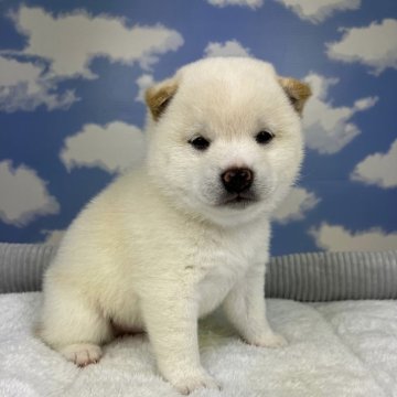 柴犬(豆柴)【岐阜県・男の子・2024年8月22日・白】の写真「豆柴の白の男の子です🐶」