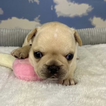 フレンチブルドッグ【岐阜県・女の子・2024年8月31日・クリーム】の写真「ムチムチの女の子です🐶」