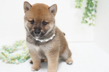 柴犬(標準サイズ)【神奈川県・女の子・2021年8月6日・赤】の写真「小ぶりな子甘えんぼちゃんです」