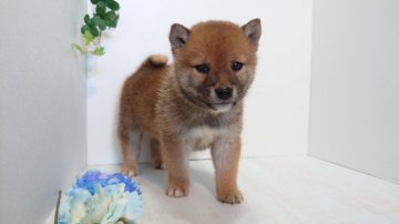 柴犬(豆柴)【神奈川県・男の子・2019年12月2日・赤】の写真「小振りな優しい男の子」