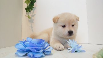 柴犬(標準サイズ)【神奈川県・男の子・2019年11月30日・白】の写真「とっても社交的て明るく優しい子」