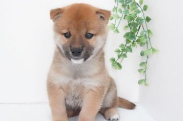 柴犬(標準サイズ)【神奈川県・男の子・2021年8月16日・赤】の写真「穏やかな子」