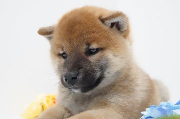 柴犬(標準サイズ)【神奈川県・男の子・2021年2月20日・赤】の写真「骨格バッチリ！ショータイプ」