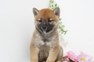 柴犬(標準サイズ)【神奈川県・女の子・2021年3月1日・赤】の写真「かわいい💛甘えん坊なおてんば娘」