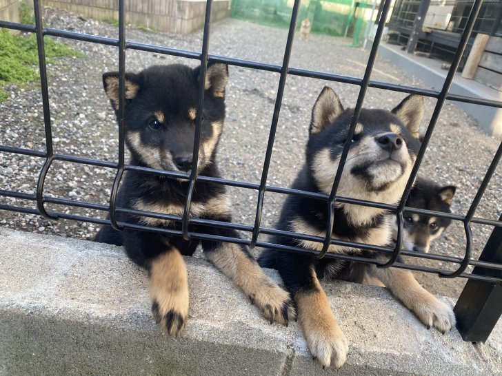 柴田　幸一(しばた　こういち)ブリーダー(福岡県・柴犬・KC JAPAN登録)の紹介写真2