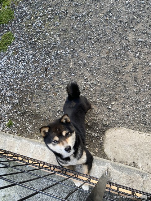 柴田　幸一(しばた　こういち)ブリーダー(福岡県・柴犬・KC JAPAN登録)の紹介写真4