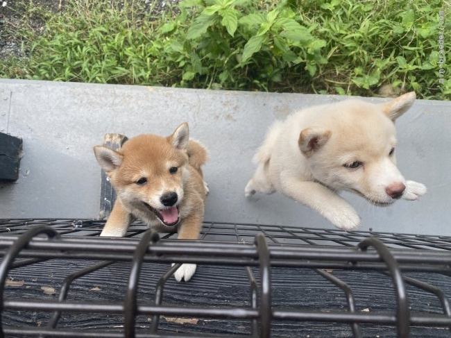 柴田　幸一(しばた　こういち)ブリーダー(福岡県・柴犬・KC JAPAN登録)の紹介写真5