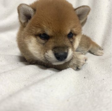 柴犬(豆柴)【福岡県・男の子・2024年5月16日・赤】の写真「毛並みが綺麗な男の子👦🏻」