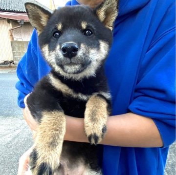 柴犬(豆柴)【福岡県・男の子・2023年12月18日・黒】の写真「人懐っこく走り回るのが好きな男の子💕」