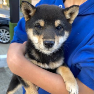 柴犬(豆柴)【福岡県・女の子・2023年12月18日・黒】の写真「人懐っこく色もしっかりとした女の子💕」