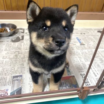 柴犬(豆柴)【福岡県・女の子・2024年7月18日・黒】の写真「かまってちゃんなかわいい女の子💓」