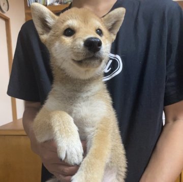 豆柴【福岡県・男の子・2024年5月16日・赤】の写真「お顔が整ってるかっこいい男の子👦」