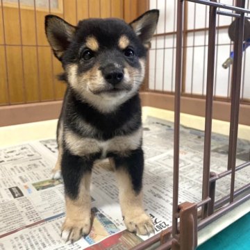 豆柴【福岡県・女の子・2024年7月18日・黒】の写真「よく寝てよく食べる子です👶🏻ྀི」