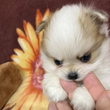 ポメチワ(ポメラニアン×チワワ)【千葉県・男の子・2024年8月28日・パーティ】の写真「ポメチワ」