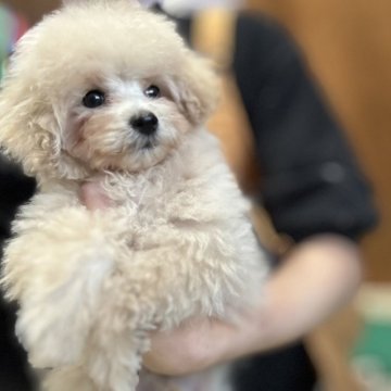 男の子(オス)のティーカッププードルの子犬を探す｜ブリーダー直販の子犬販売【みんなのブリーダー】