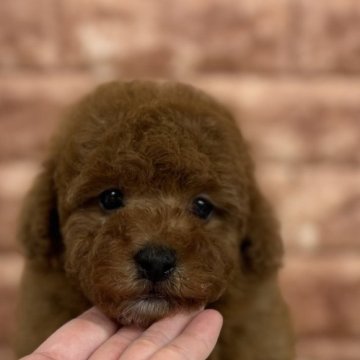 トイプードル(トイ)【埼玉県・男の子・2024年10月1日・レッド】の写真「安定のお顔の可愛さ⭐︎」