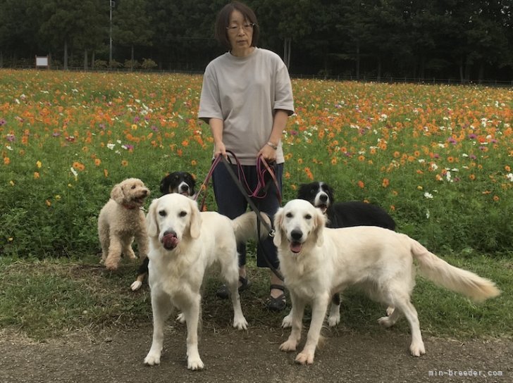 家族の一員として生活しています｜杉田　佳之(すぎた　よしゆき)ブリーダー(千葉県・ゴールデンレトリバー・JKC登録)の紹介写真2