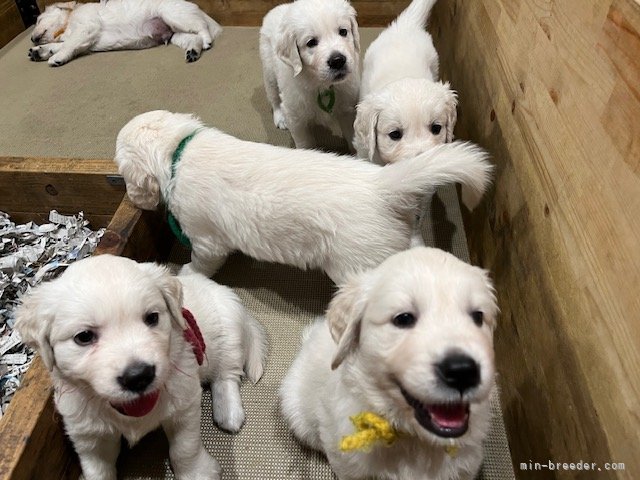 可愛い子犬たち｜杉田　佳之(すぎた　よしゆき)ブリーダー(千葉県・ゴールデンレトリバー・JKC登録)の紹介写真8