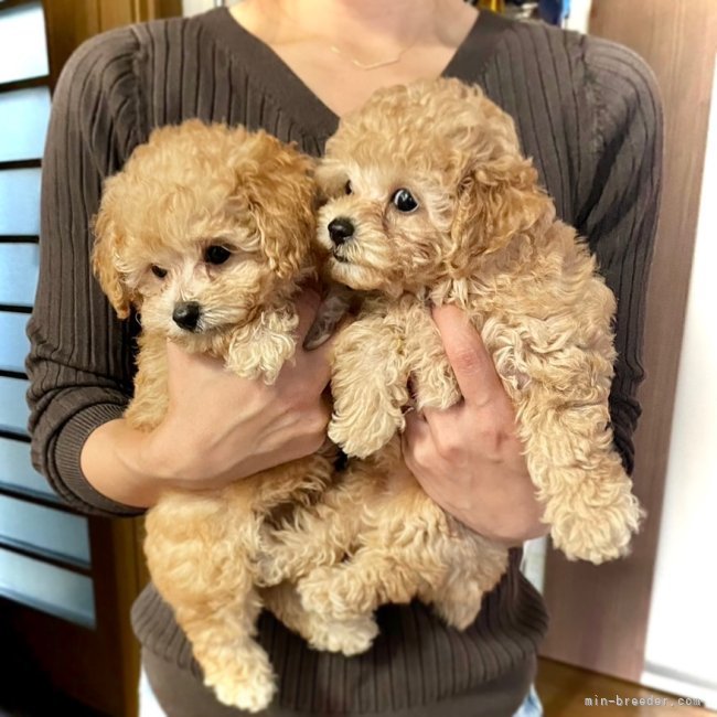 パピー達｜葛西　一智(かっさい　かずのり)ブリーダー(香川県・トイプードルなど・JKC登録)の紹介写真3