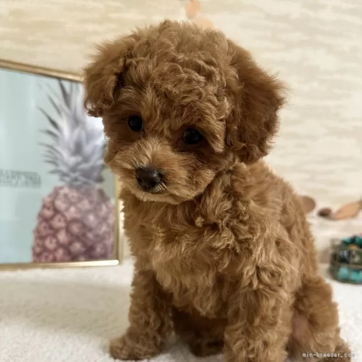 オリーブ 様のお迎えした子犬