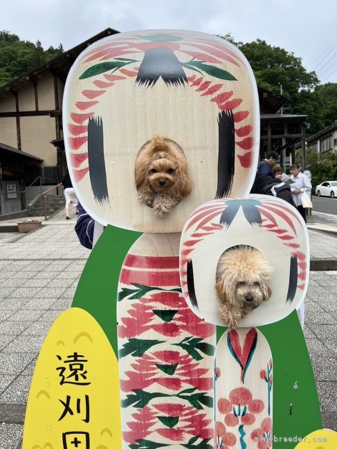 チャコとねねちゃん初めての車中泊でーす❤️｜渡辺　幸子(わたなべ　さちこ)ブリーダー(福島県・ウェルシュ・コーギー・ペンブロークなど・JKC登録)の紹介写真5